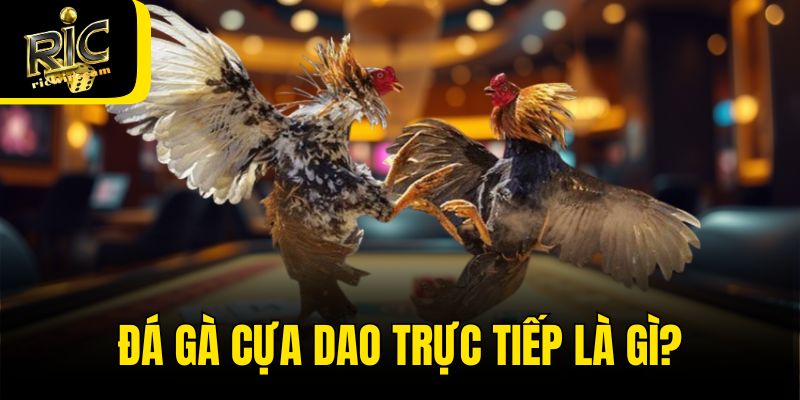 Đá gà cựa dao trực tiếp là gì?