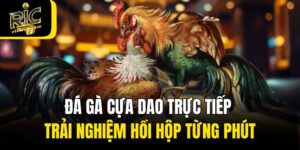 Đá Gà Cựa Dao Trực Tiếp - Trải Nghiệm Hồi Hộp Từng Phút