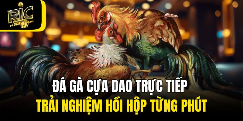 Đá Gà Cựa Dao Trực Tiếp - Trải Nghiệm Hồi Hộp Từng Phút
