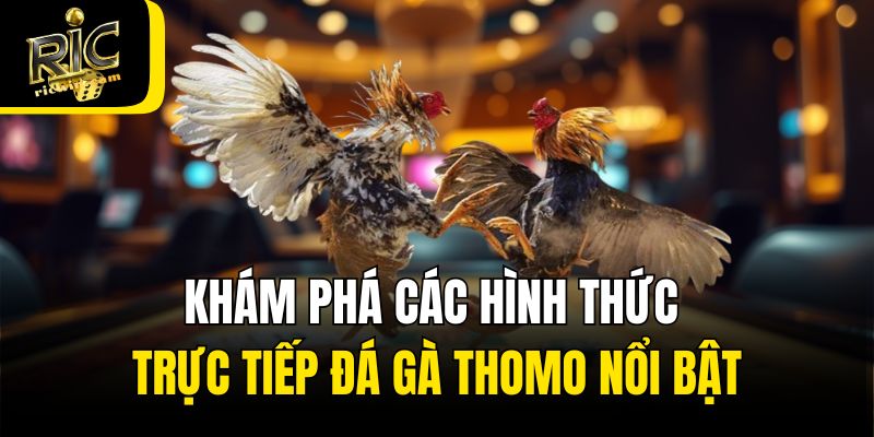 Khám phá các hình thức trực tiếp đá gà Thomo nổi bật