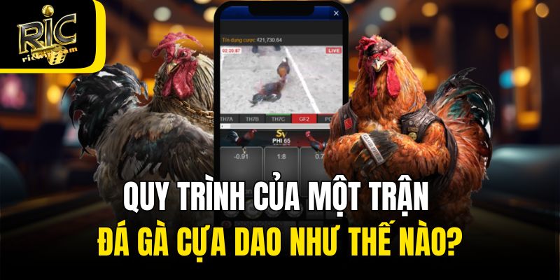 Quy trình của một trận đá gà cựa dao như thế nào?