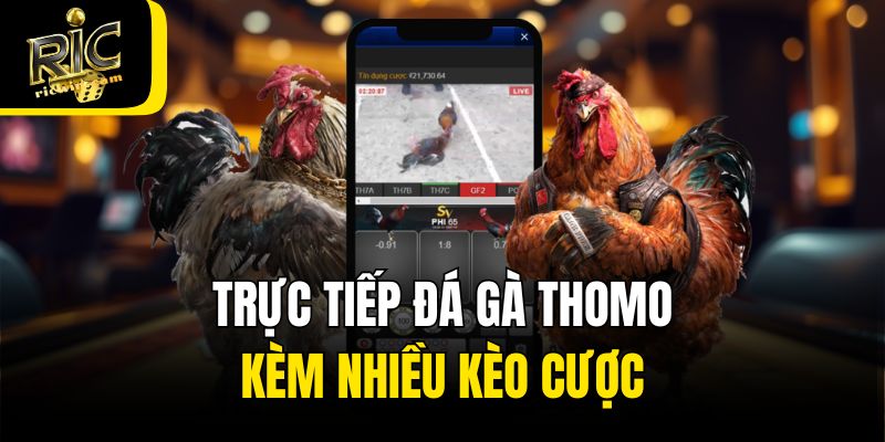 Trực tiếp đá gà Thomo kèm nhiều kèo cược