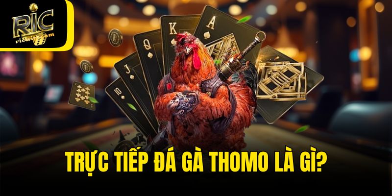Trực tiếp đá gà Thomo là gì?