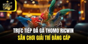 Trực Tiếp Đá Gà Thomo Ricwin - Sân Chơi Giải Trí Đẳng Cấp