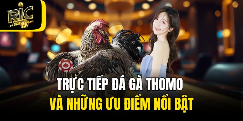 Trực tiếp đá gà Thomo và những ưu điểm nổi bật